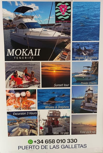 Tenerife south: safari with luxury boat , animals encounters - Searching for whales, dolphins, and other animals