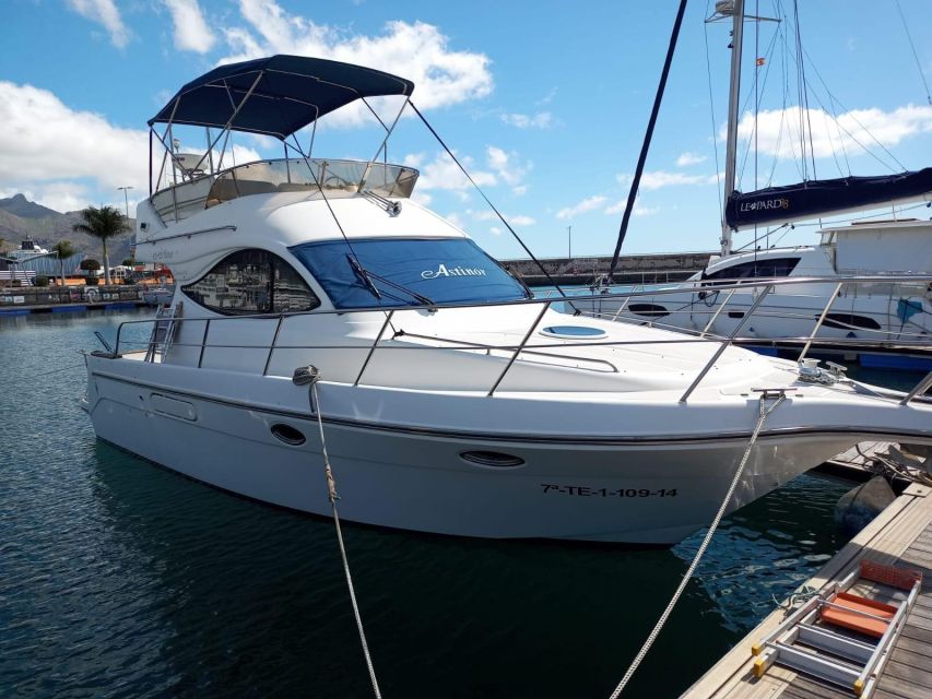 Tenerife south: safari with luxury boat , animals encounters - The two-story boat and what it means onboard