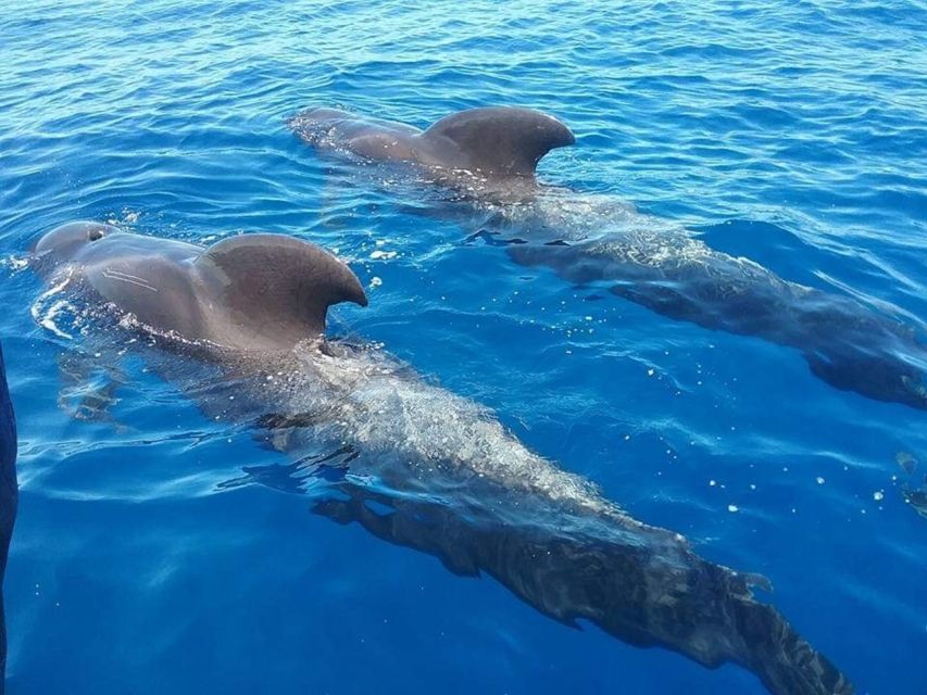 Tenerife: Teide National Park and Dolphins Sailboat Tour - Teide National Park and the road above the clouds
