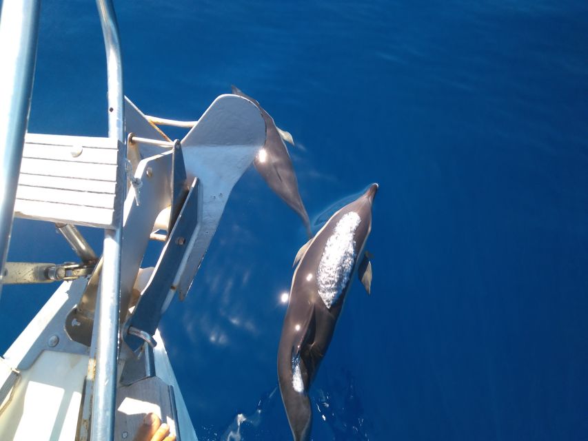 Tenerife: Teide National Park and Dolphins Sailboat Tour - What the $218 price really covers