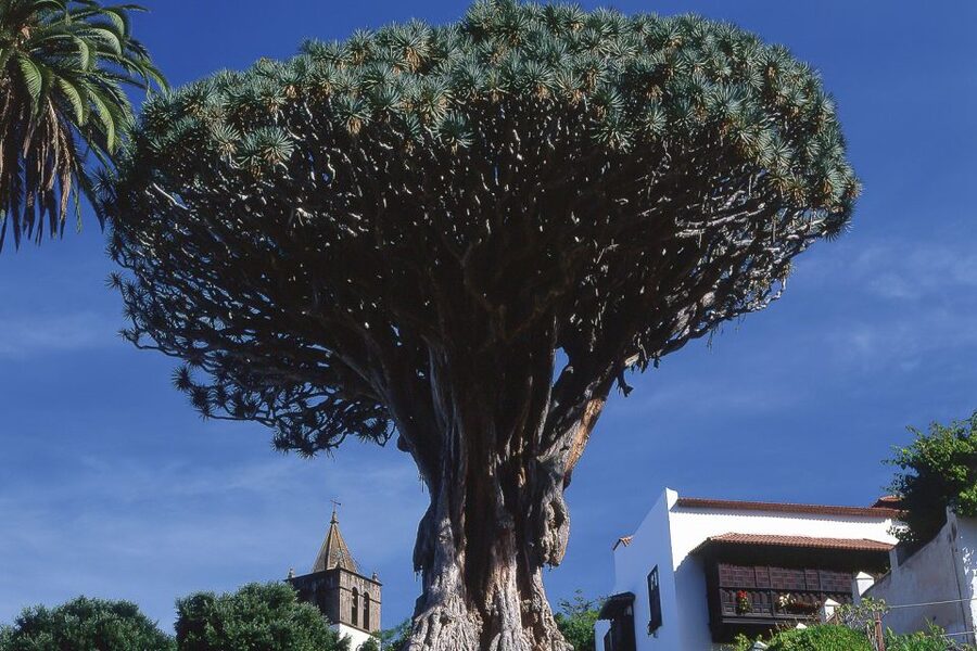 Tenerife: Teide National Park Full-Day Tour with Pickup - Teide’s volcanic plateau and movie-country rocks