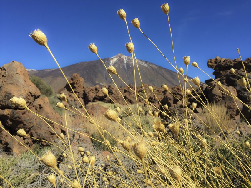 Tenerife: Teide National Park & Teno Rural Park Private Tour - How the private price works