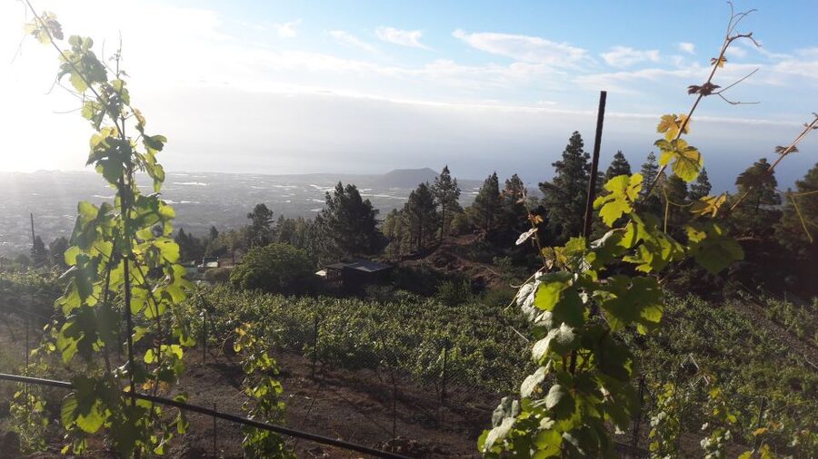 Tenerife: Tour of an Organic Vineyard with Tasting & Snacks - Key points to know before booking