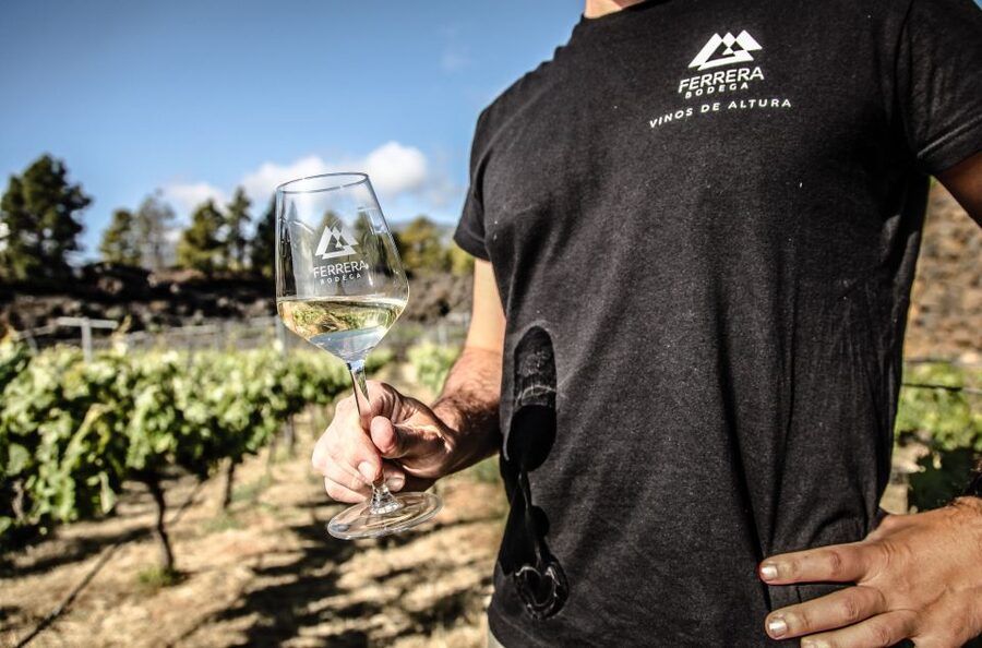 Tenerife: Tour of an Organic Vineyard with Tasting & Snacks - A vineyard far above Tenerife’s resort coast