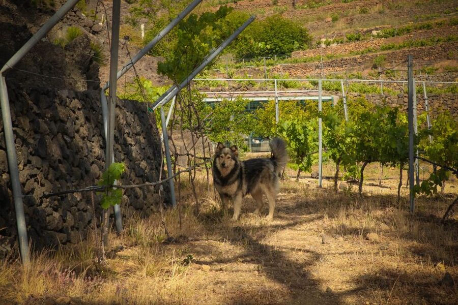 Tenerife: Tour of an Organic Vineyard with Tasting & Snacks - Two wines among the vines