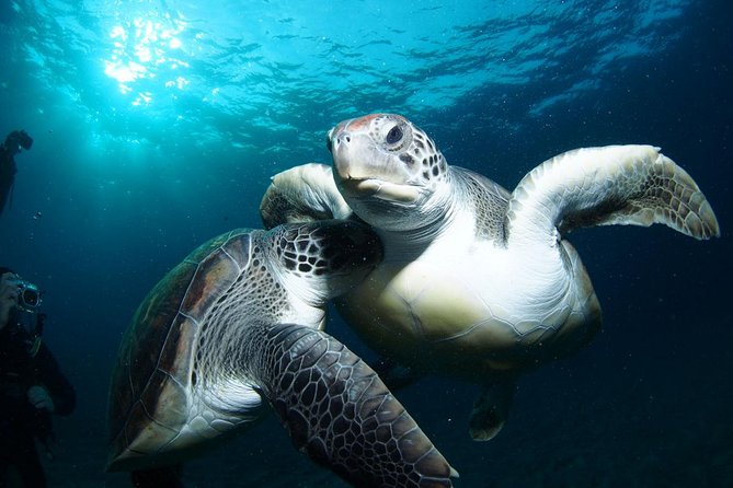 Tenerife Turtle and Snorkel Tour from Costa Adeje - Key points to know before you book