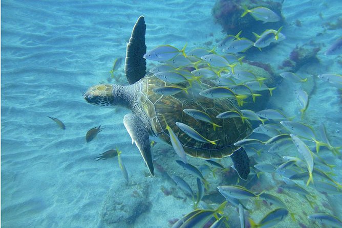 Tenerife Turtle and Snorkel Tour from Costa Adeje - How good is the guiding?