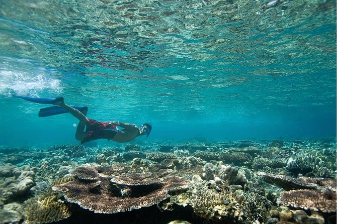 Tenerife Turtle and Snorkel Tour from Costa Adeje - Equipment, comfort, and the practical details
