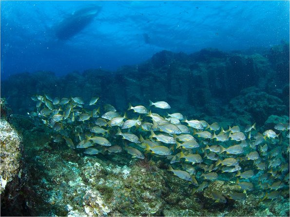 Tenerife Turtle and Snorkel Tour from Costa Adeje - Is $57.67 a fair price?