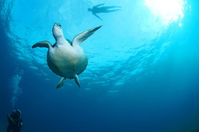 Tenerife Turtle and Snorkel Tour from Costa Adeje - Who should book this Costa Adeje snorkel trip?