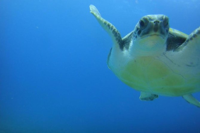 Tenerife Turtle and Snorkel Tour from Costa Adeje - Snorkeling in the turtle cove near Palm Mar
