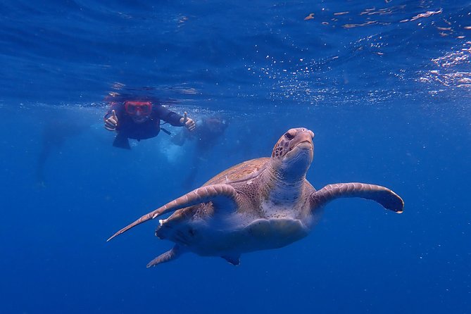 Tenerife: Turtle & Dolphin Kayak Tour with Snorkel & Wetsuit - Looking for dolphins near the coast