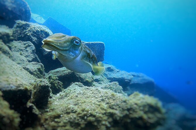 Tenerife Under The Sea - dive into 1-1 personalised experience - Why the one-to-one format matters in Tenerife