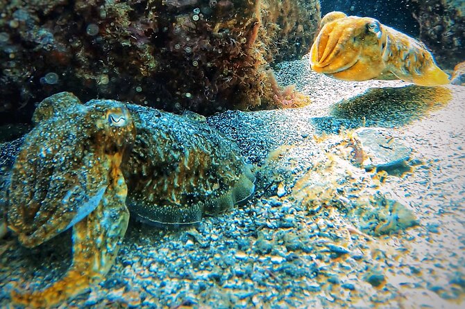 Tenerife Under The Sea - dive into 1-1 personalised experience - What the $65 price really includes
