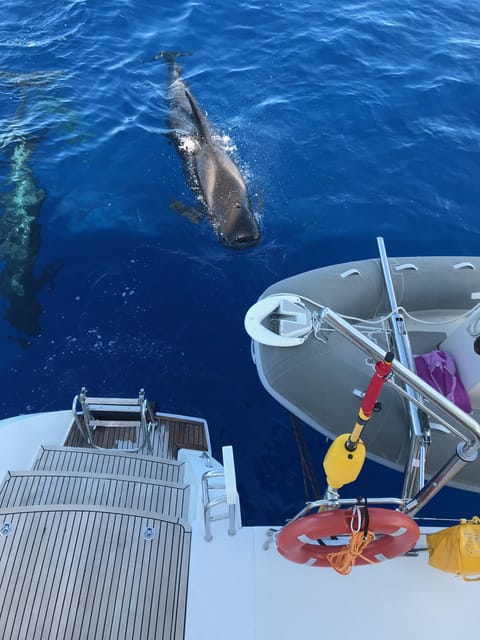 Tenerife: Whale and Dolphin Watching Boat Tour - Key points before you book