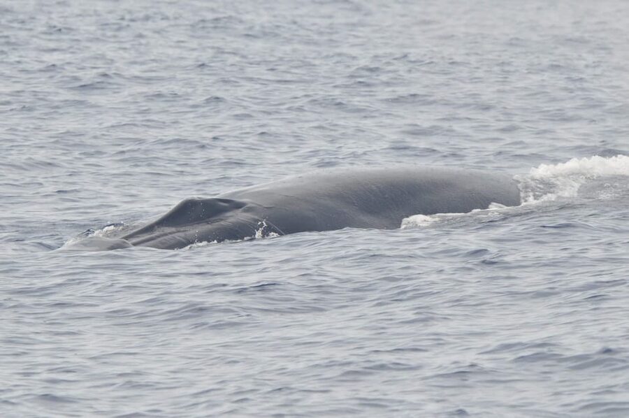 Tenerife: Whale and Dolphin Watching Boat Tour - What to bring for a better outing