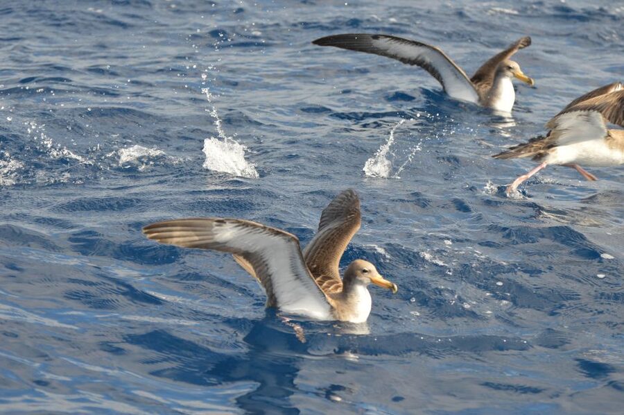 Tenerife: Whale and Dolphin Watching Boat Tour - Watching whales and dolphins without a staged show