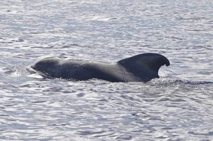 Tenerife: Whale and Dolphin Watching Boat Tour - The boat, comfort, and time on the water
