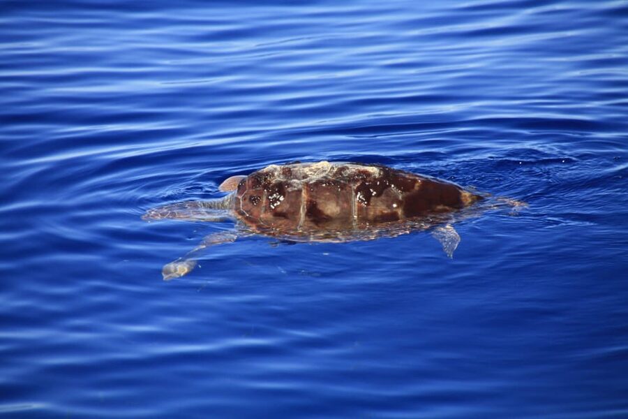 Tenerife: Whale and Dolphin Watching Boat Tour - Who will enjoy this boat tour most