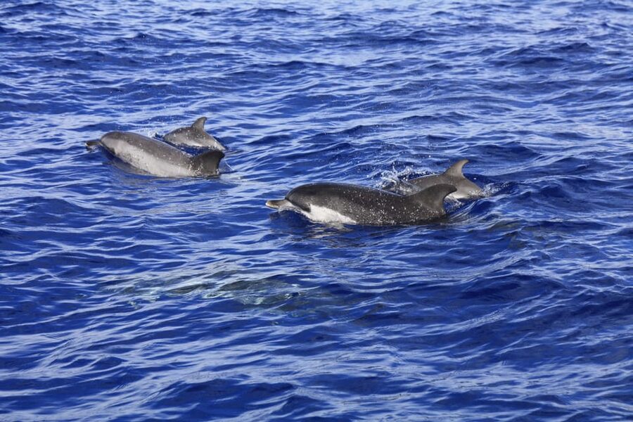 Tenerife: Whale and Dolphin Watching Boat Tour - Booking, cancellation, and access details