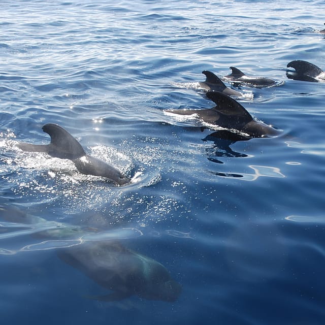 Tenerife: Whale and Dolphin Watching Boat Tour - Meeting the Whale Express team at Puerto Colón