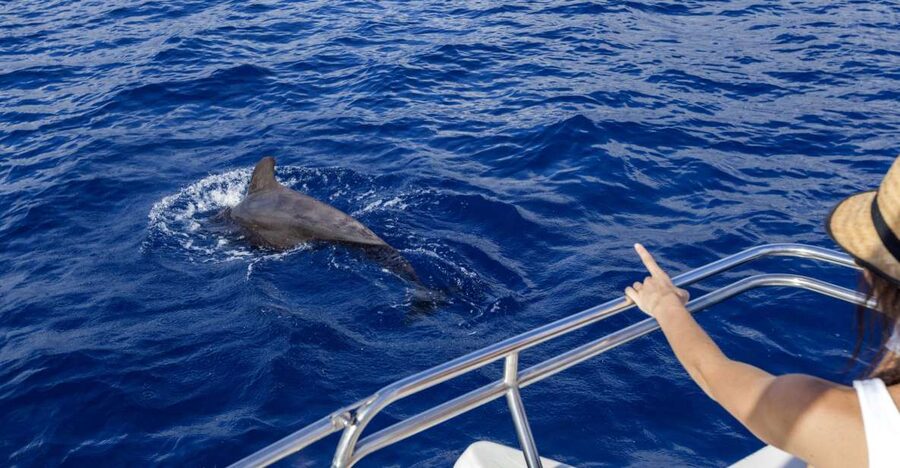 Tenerife: Whale and Dolphin Watching Tour by Sailboat - A swim stop in clear Atlantic water