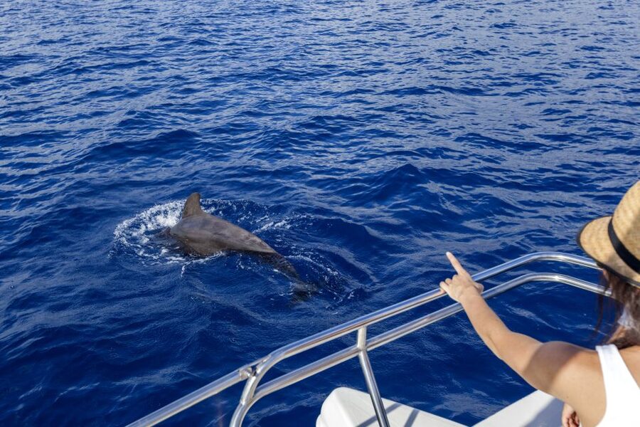 Tenerife: Whale and Dolphin Watching Tour by Sailboat - Watching animals without a guarantee