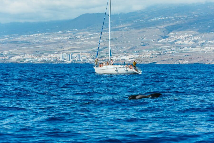 Tenerife: Whale & Dolphin Watching with Drinks and Snacks - Shared trip or private option?