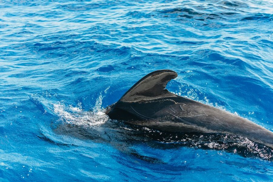 Tenerife: Whale & Dolphin Watching with Drinks and Snacks - Leaving Puerto Colón for the Atlantic