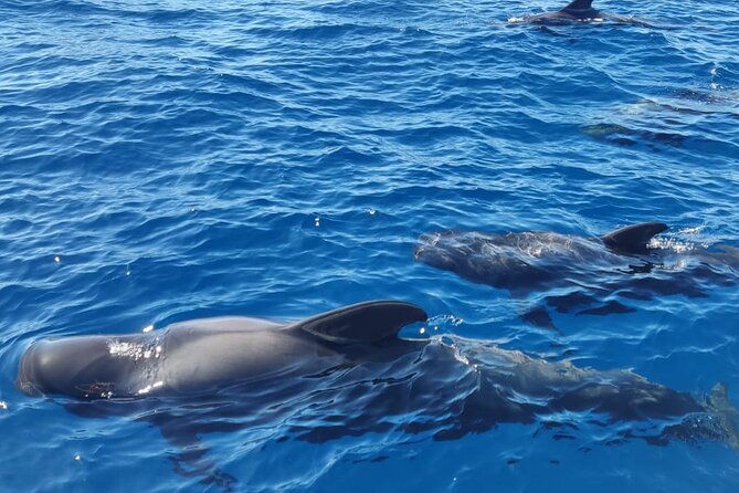 Tenerife Whale Watching and Snorkeling Yacht Trip - Setting out from Puerto Colon