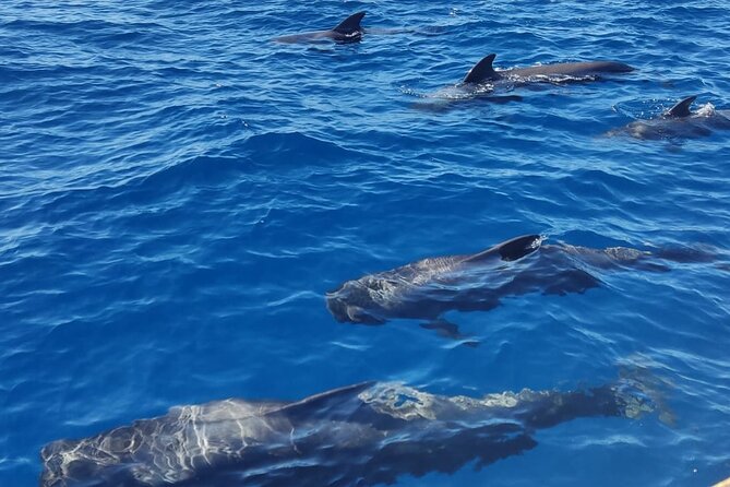 Tenerife Whale Watching and Snorkeling Yacht Trip - Playa del Puertito and the 30-minute swim