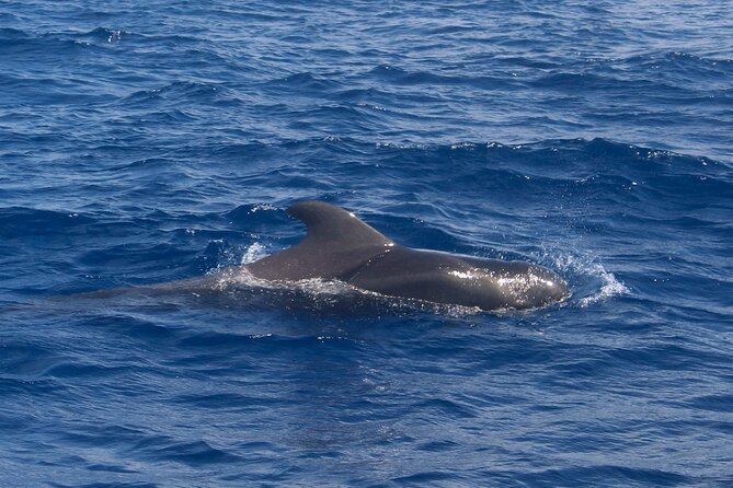Tenerife Whale Watching and Snorkeling Yacht Trip - What the 4.5 rating means in practical terms