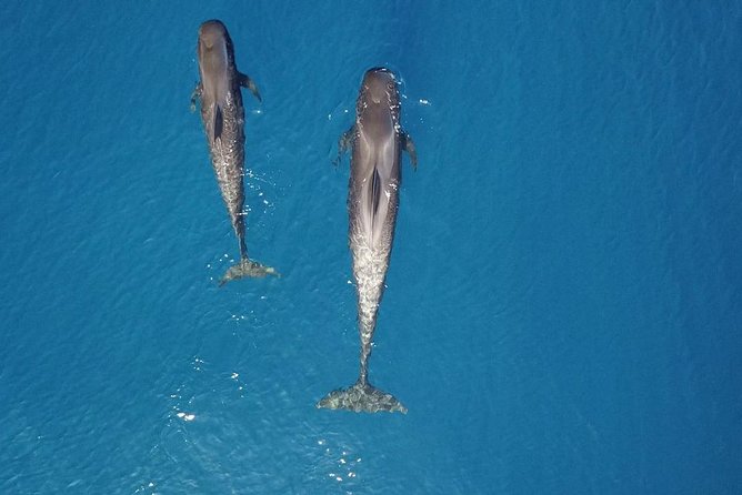 Tenerife Whale watching on private charter - Timing, weather, and what to bring