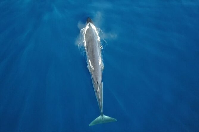 Tenerife Whales and Dolphins Watching Experience in Catamaran - Setting out from Puerto Colón in Costa Adeje