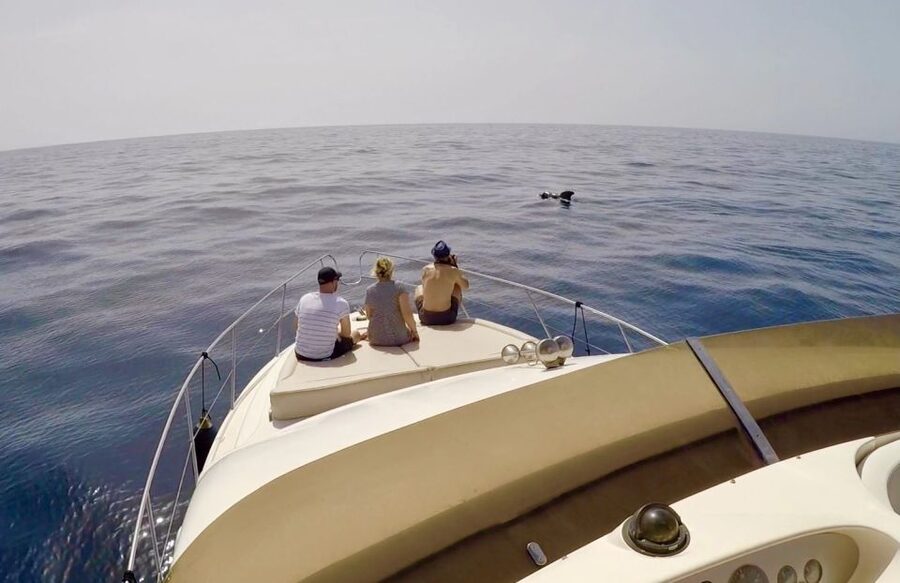 Tenerife: Whales and Snorkeling Tour on a Luxury Yacht - Swimming and snorkeling in a quiet bay