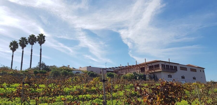 Tenerife Wine: Guided Tour & Tasting with Canarian bites - Inside the 200,000-liter cellar