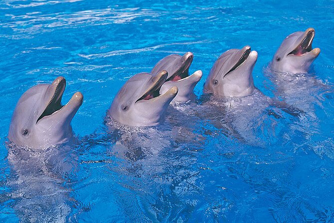 Ticket to Aqualand Tenerife - Childrens Paradise for younger children