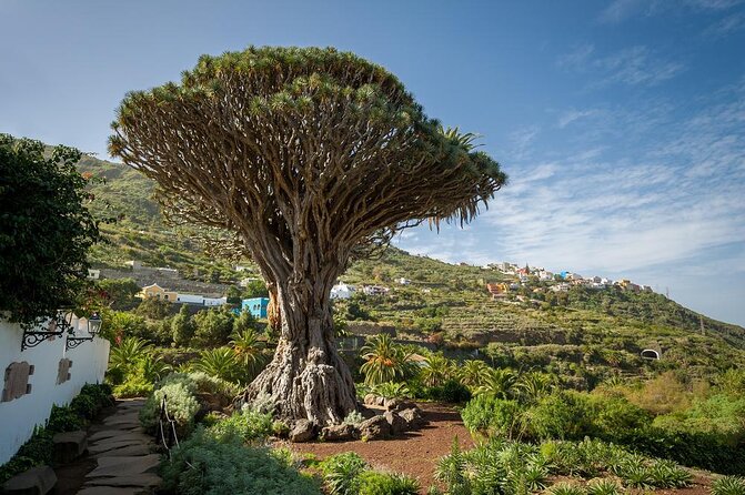 Ticket to Parque del Drago in Tenerife - Why Parque del Drago is worth seeing