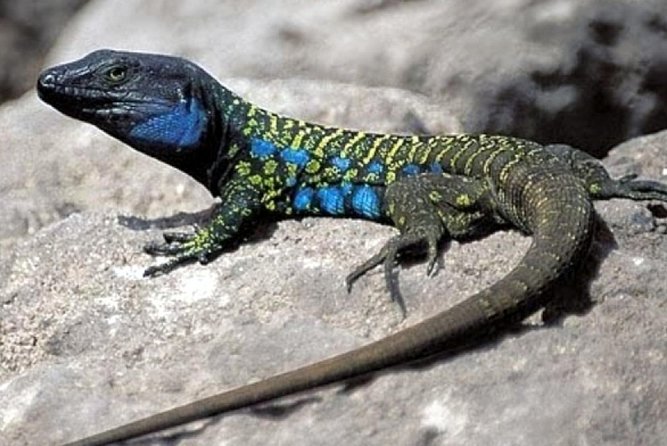 Ticket to Parque del Drago in Tenerife - The 90-minute ecological route