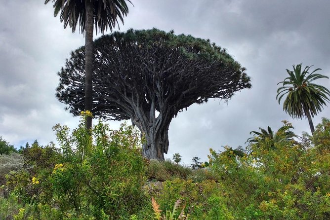 Ticket to Parque del Drago in Tenerife - What the $8.10 ticket really buys you