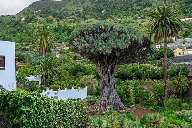 Ticket to Parque del Drago in Tenerife - Getting there and planning your time
