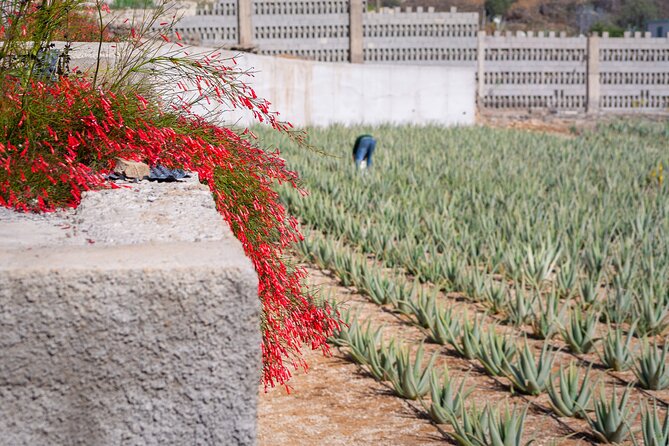 Tour Visiting banana plantation and winery in Tenerife - From Tenerife bananas to Vilaflor wine