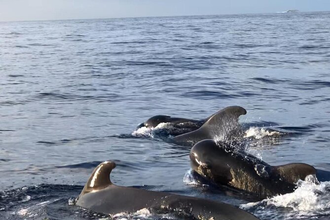 Tour with Whale and Dolphin Watching plus food included - Useful Details Before You Book