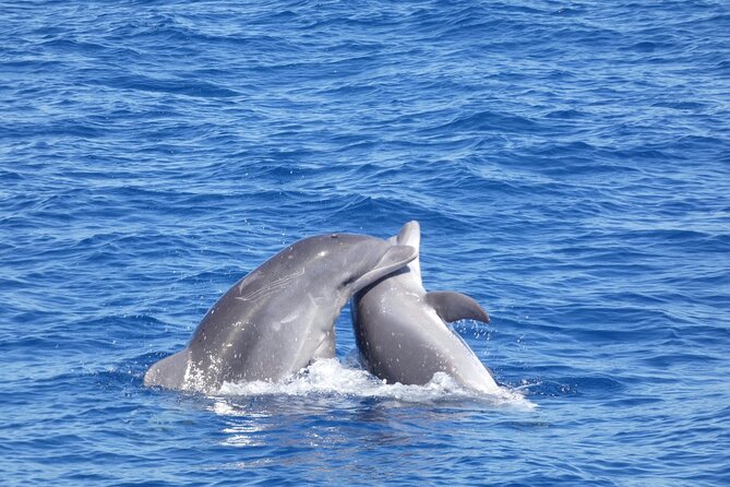 Tour with Whale and Dolphin Watching plus food included - FAQ