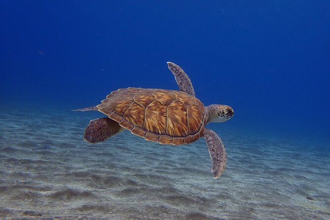 Try Dive in Abades Bay with a private instructor - Key points to know before booking