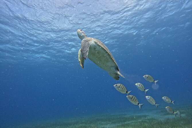 Try Dive in Abades Bay with a private instructor - Why Abades Bay works well for a first scuba session