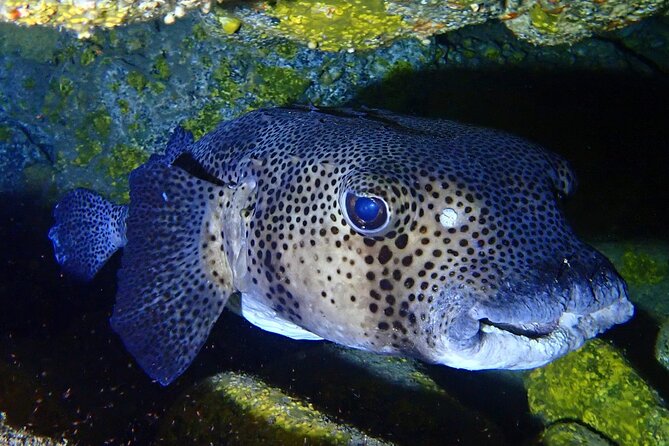 Try Dive in Abades Bay with a private instructor - What the three-hour schedule really includes
