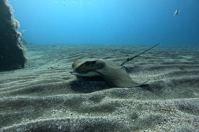 Try Dive in Abades Bay with a private instructor - The price and what you receive for $98.40