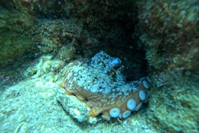 Try Dive in Abades Bay with a private instructor - Health rules and timing after the session