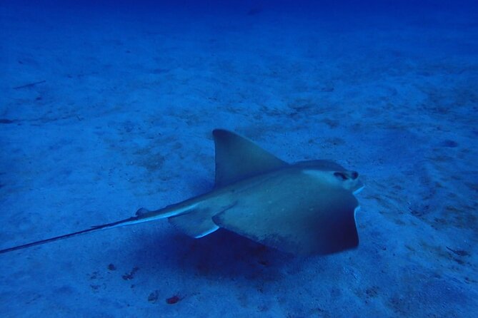 Try Dive in Abades Bay with a private instructor - Learning to breathe underwater without rushing